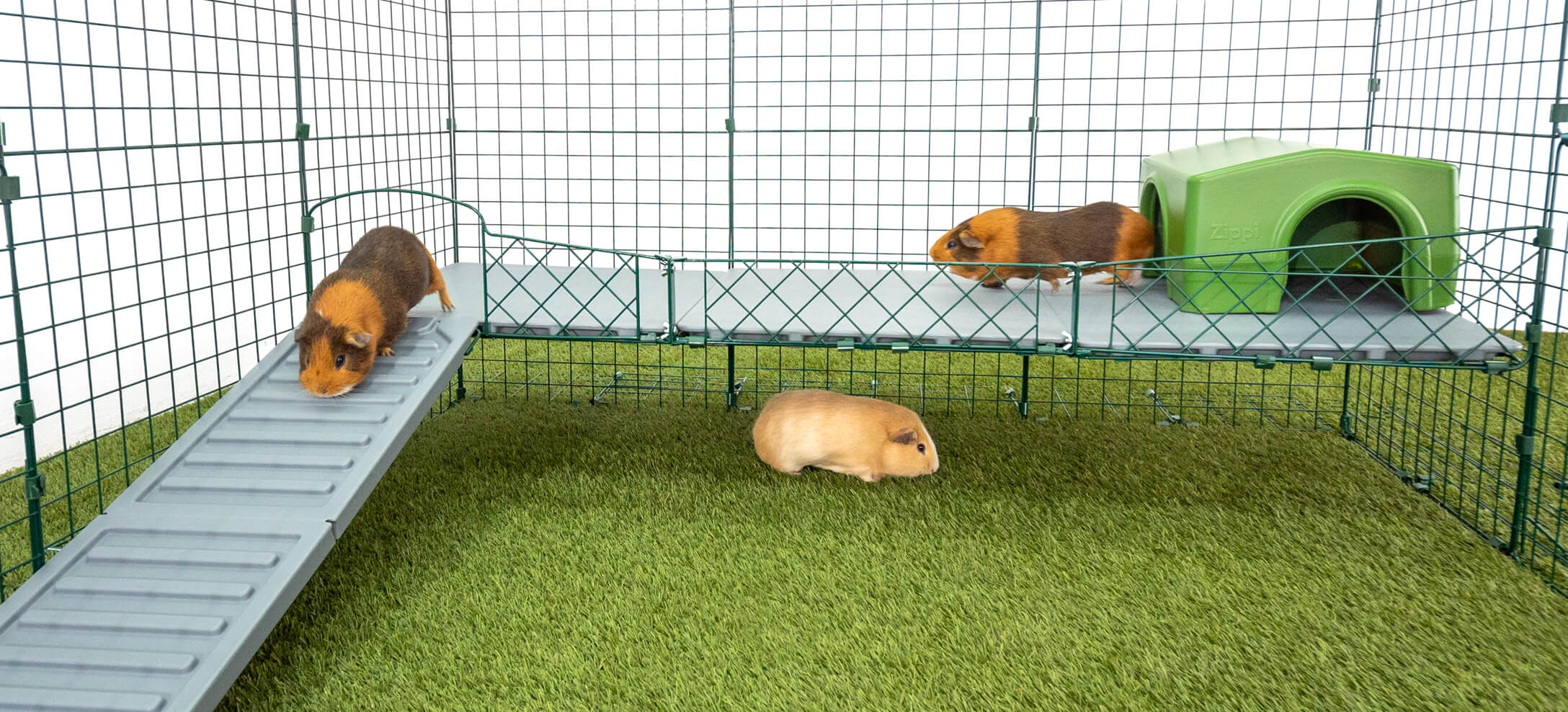 Guinea pig shop second floor