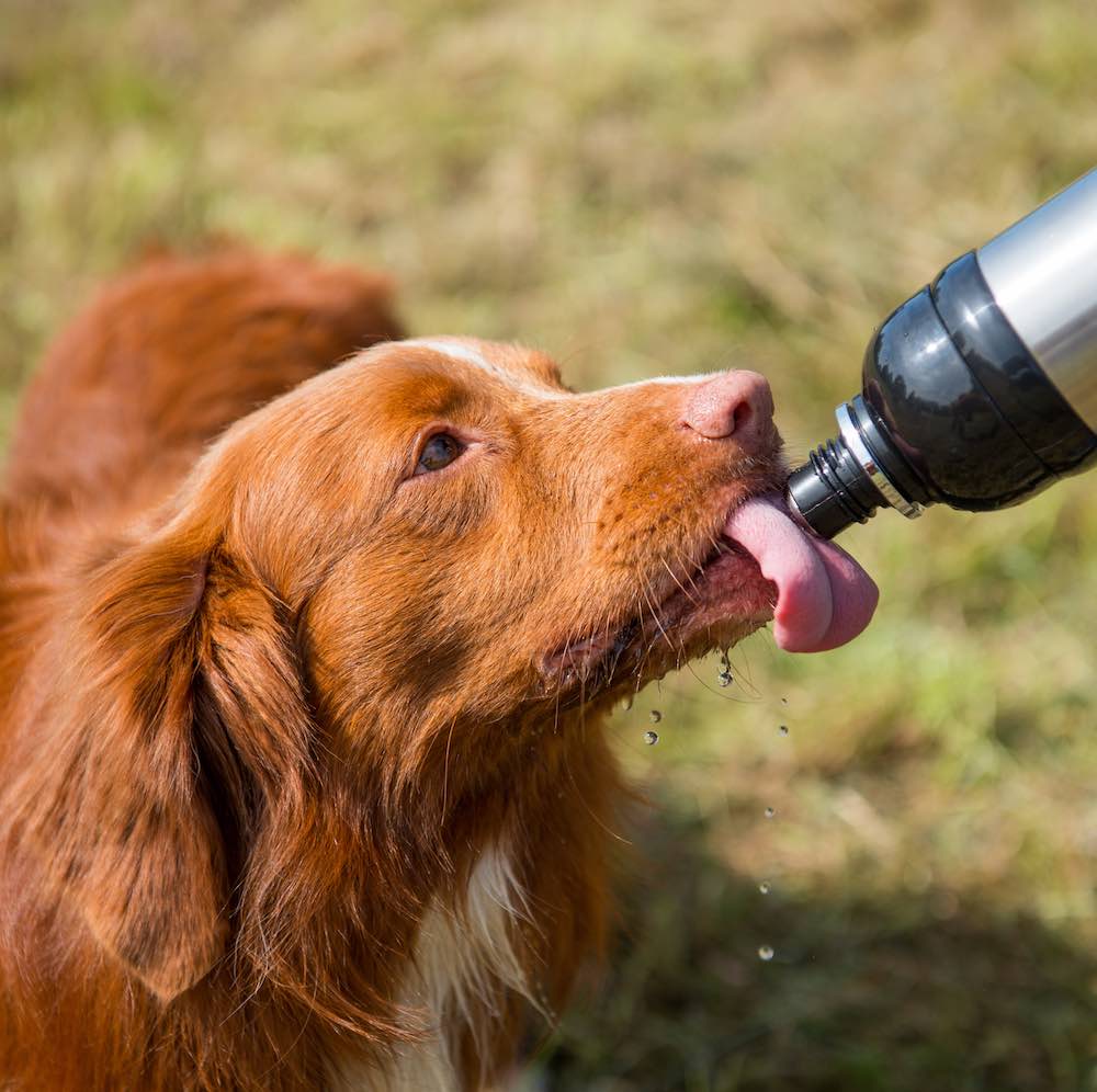 Metal dog 2025 water bottle