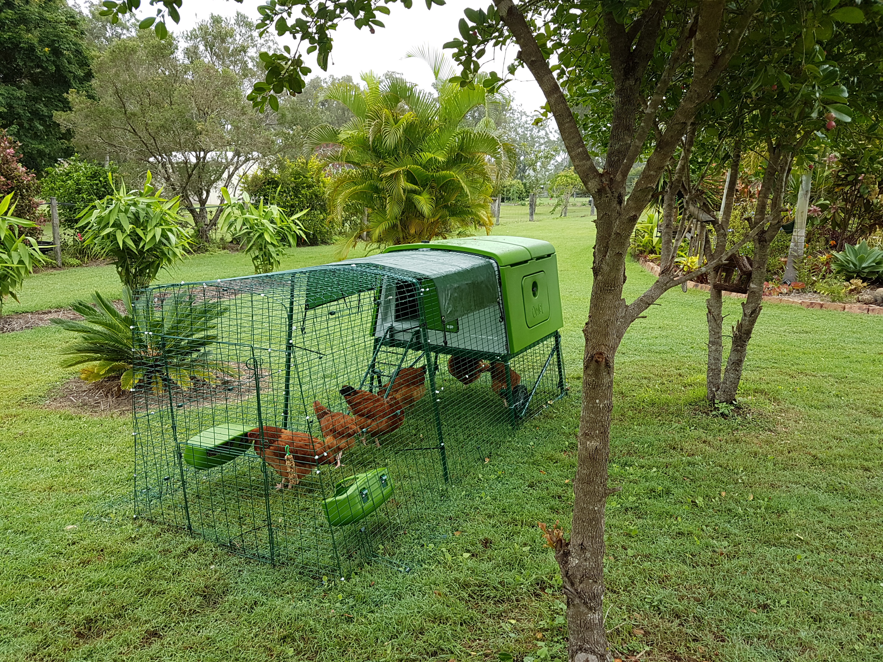 How To Catch And Handle Your Chickens Chicken Care Chickens