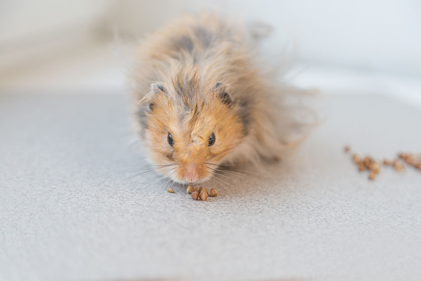 cleaning cage