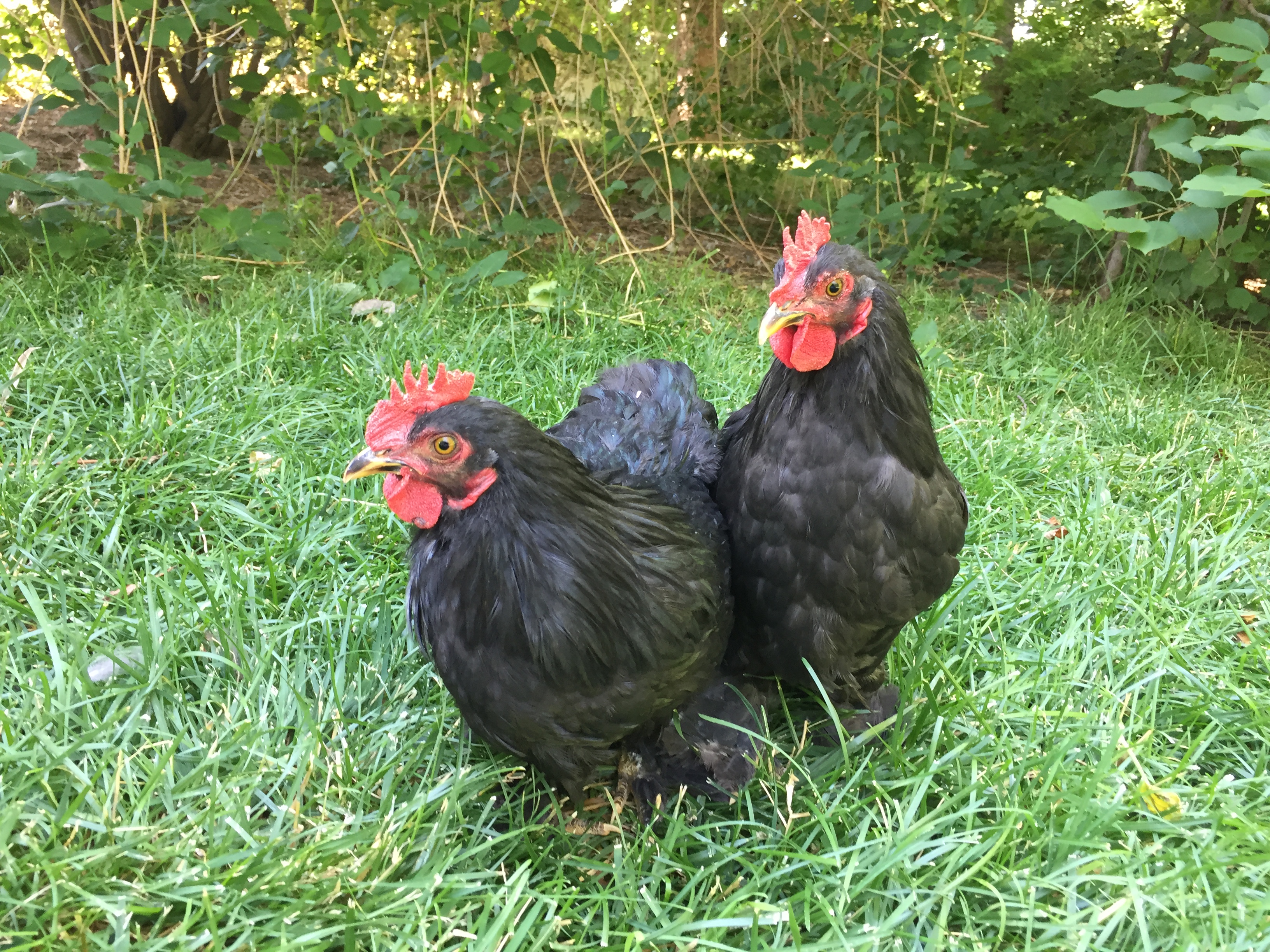 Cochin For Sale Chickens Breed Information Omlet