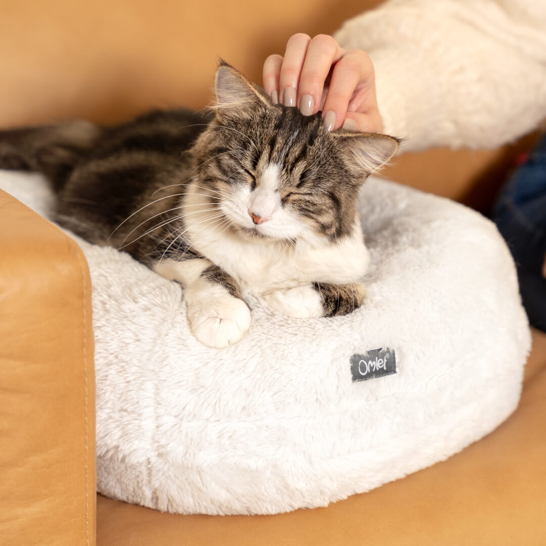 Most comfortable outlet cat bed