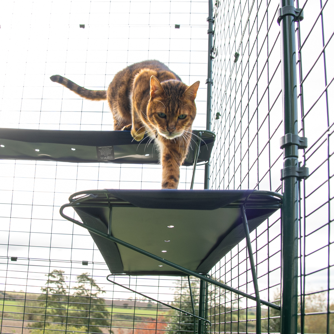 Outdoor hotsell cat shelves