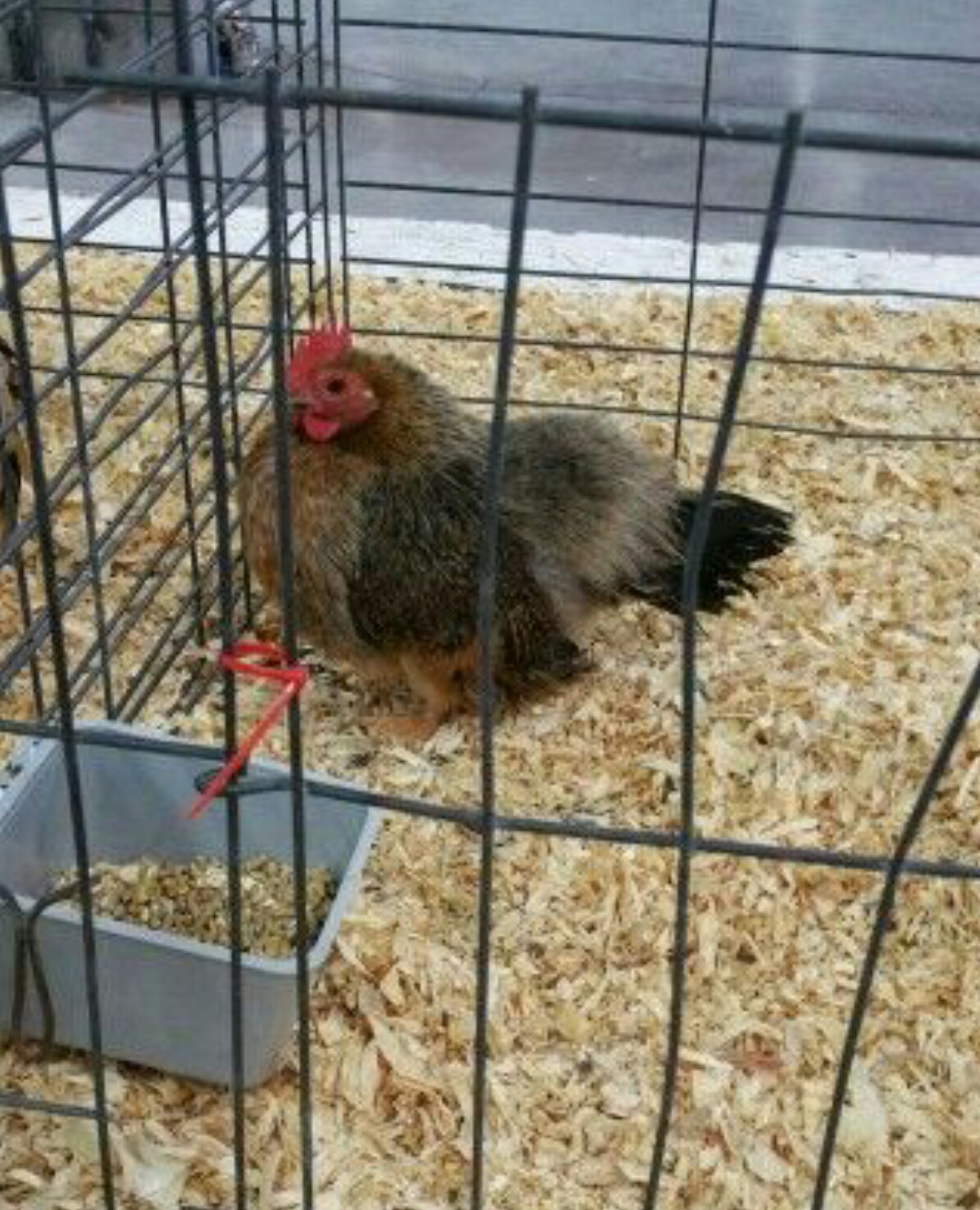 Serama For Sale Chickens Breed Information Omlet