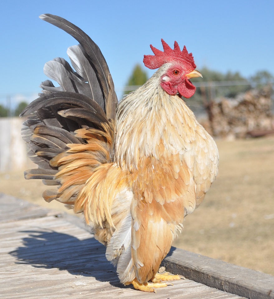 Serama For Sale Chickens Breed Information Omlet