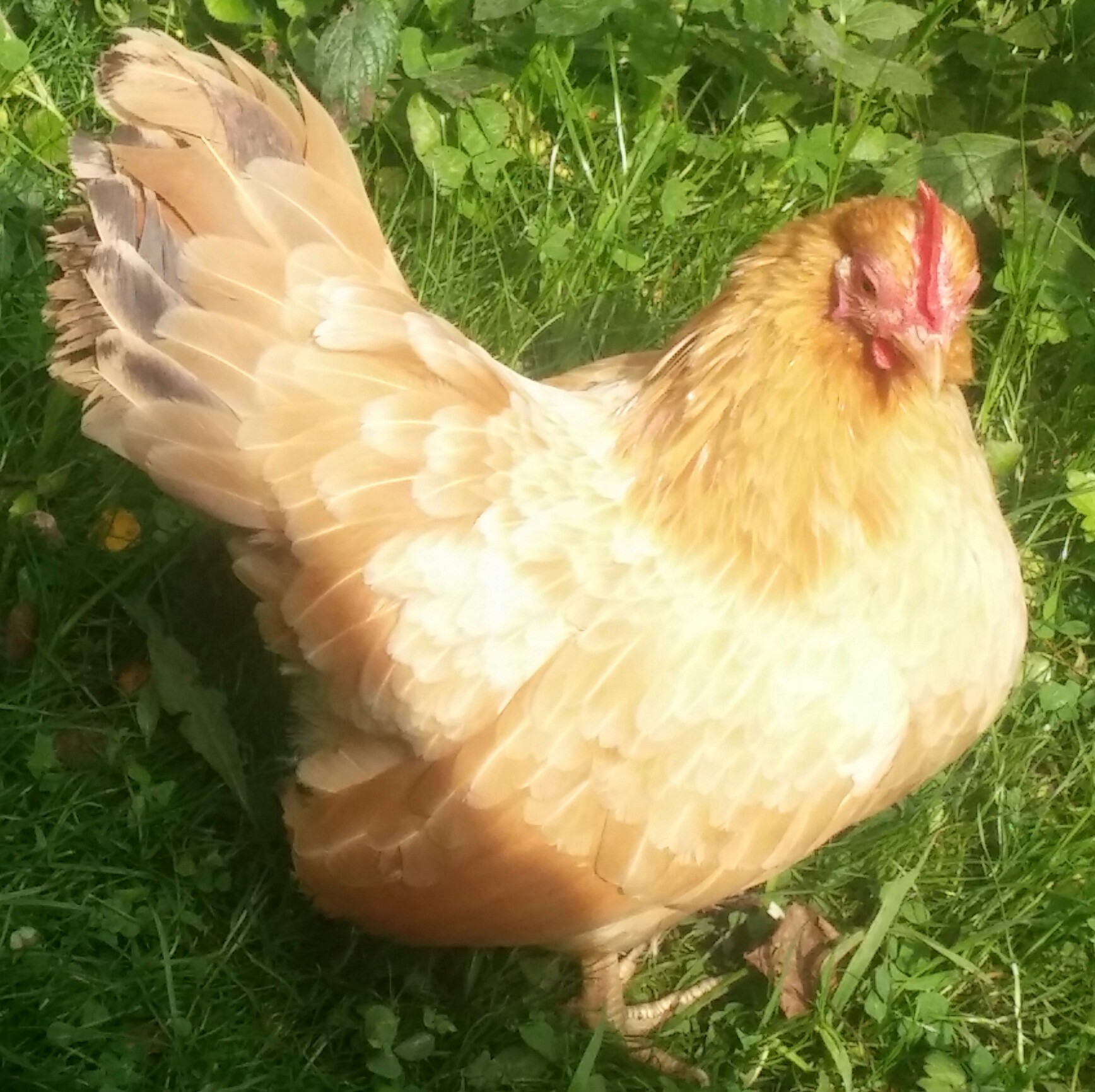 Serama For Sale Chickens Breed Information Omlet