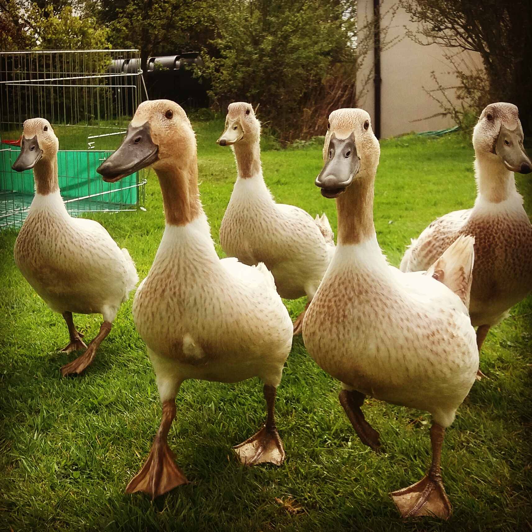 Welsh Harlequin For Sale | Ducks | Breed Information | Omlet